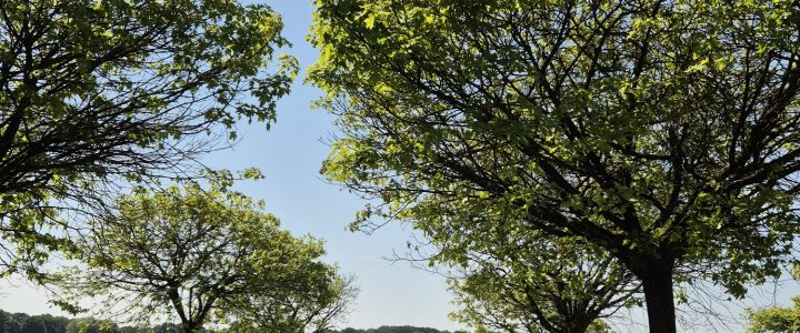 Sommer in Plasmolen