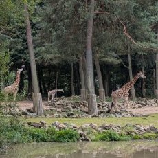 Auf in den Burgers Zoo