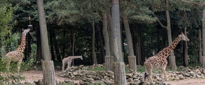 Auf in den Burgers Zoo